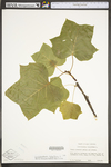 Liriodendron tulipifera