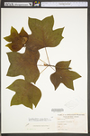 Liriodendron tulipifera