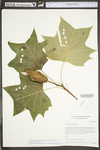 Liriodendron tulipifera