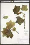 Liriodendron tulipifera