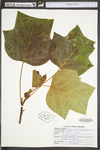 Liriodendron tulipifera