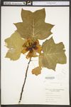 Liriodendron tulipifera