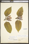 Magnolia acuminata