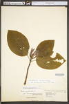 Magnolia acuminata