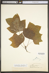 Liriodendron tulipifera