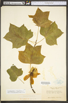 Liriodendron tulipifera