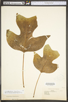 Liriodendron tulipifera