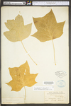 Liriodendron tulipifera