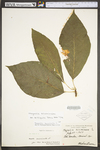 Magnolia acuminata