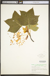 Liriodendron tulipifera