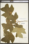 Liriodendron tulipifera