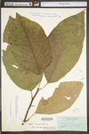 Magnolia acuminata