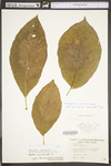 Magnolia acuminata