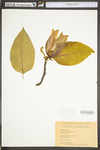 Magnolia acuminata