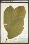 Magnolia acuminata