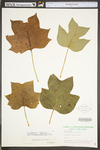 Liriodendron tulipifera