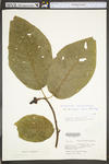 Magnolia acuminata