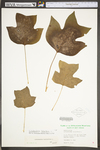 Liriodendron tulipifera