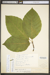 Magnolia acuminata