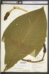 Magnolia tripetala