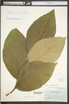 Magnolia acuminata