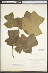 Liriodendron tulipifera