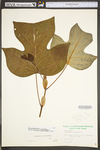 Liriodendron tulipifera