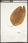 Magnolia acuminata