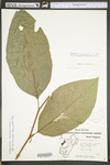 Magnolia acuminata