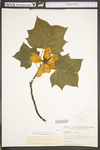 Liriodendron tulipifera