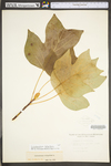 Liriodendron tulipifera