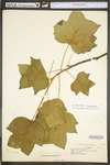 Liriodendron tulipifera