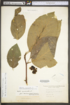 Magnolia acuminata