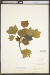 Liriodendron tulipifera