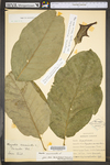 Magnolia acuminata