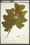 Liriodendron tulipifera