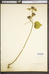 Abutilon theophrasti