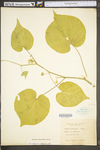 Abutilon theophrasti