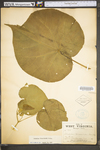 Abutilon theophrasti