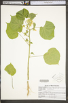 Abutilon theophrasti