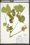 Abutilon theophrasti