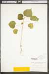 Abutilon theophrasti