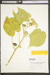 Abutilon theophrasti