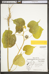 Abutilon theophrasti