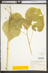 Abutilon theophrasti