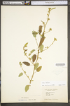 Sida spinosa