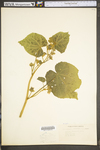 Abutilon theophrasti