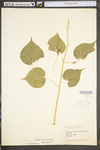 Abutilon theophrasti