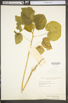 Abutilon theophrasti