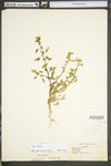 Sida spinosa